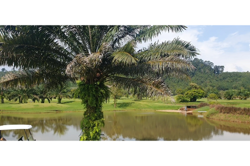 Golf in Rayong