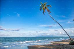 Beachfront with palm tree and gentle ocean waves under blue sky