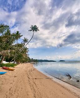 Sandy beach with scattered palm trees and calm ocean waters