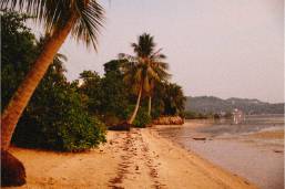Sandy beach with palm trees beside calm ocean water