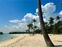 Sandy beach with palm trees and clear blue sky at resort