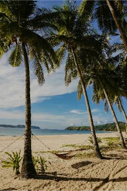 Beach area with palm trees and a hammock at the resort