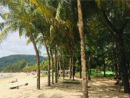 Palm trees lining a sandy beach near the hotel area