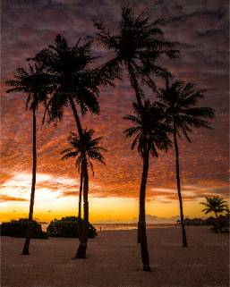 Palm trees on a beach at sunset near a hotel area