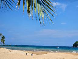 Sandy beach with ocean view and palm tree leaves overhead
