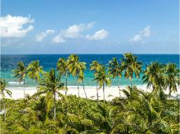 Beachfront view with palm trees and clear blue ocean water