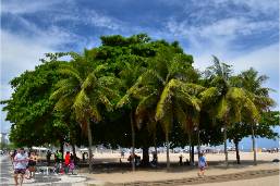 Beachfront area with palm trees and people walking nearby