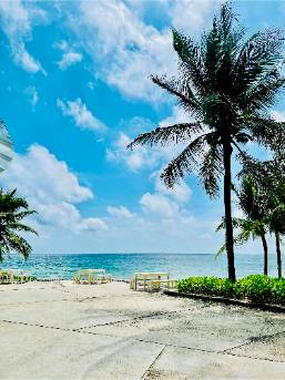 Outdoor beach area with palm trees and ocean view