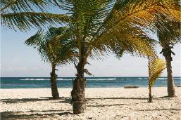 Palm trees on sandy beach at oceanfront resort location