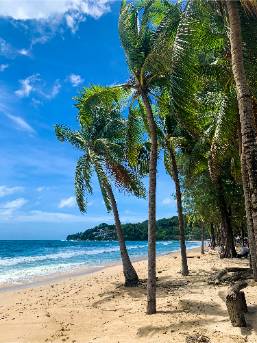 Sandy beach with palm trees and blue ocean under a clear sky