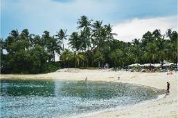 Sandy beach with palm trees and sun loungers by the water