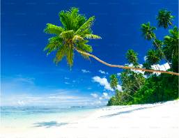 Palm tree on a white sandy beach with clear blue sky