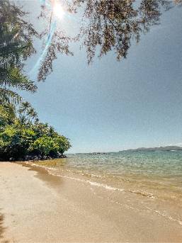 Sandy beach with clear water and trees under a sunny sky