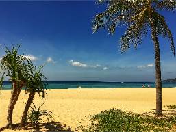 Sandy beach area with palm trees and ocean view