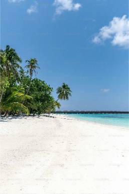Sandy beach with palm trees and clear ocean at a resort