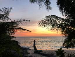 Beach view at sunset with palm trees framing the shoreline