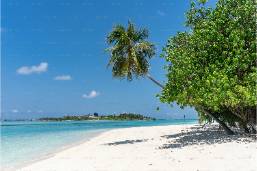 Sandy beach with palm trees and clear blue ocean water