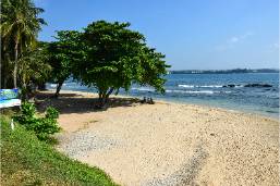Sandy beach area with trees and ocean view at coastline
