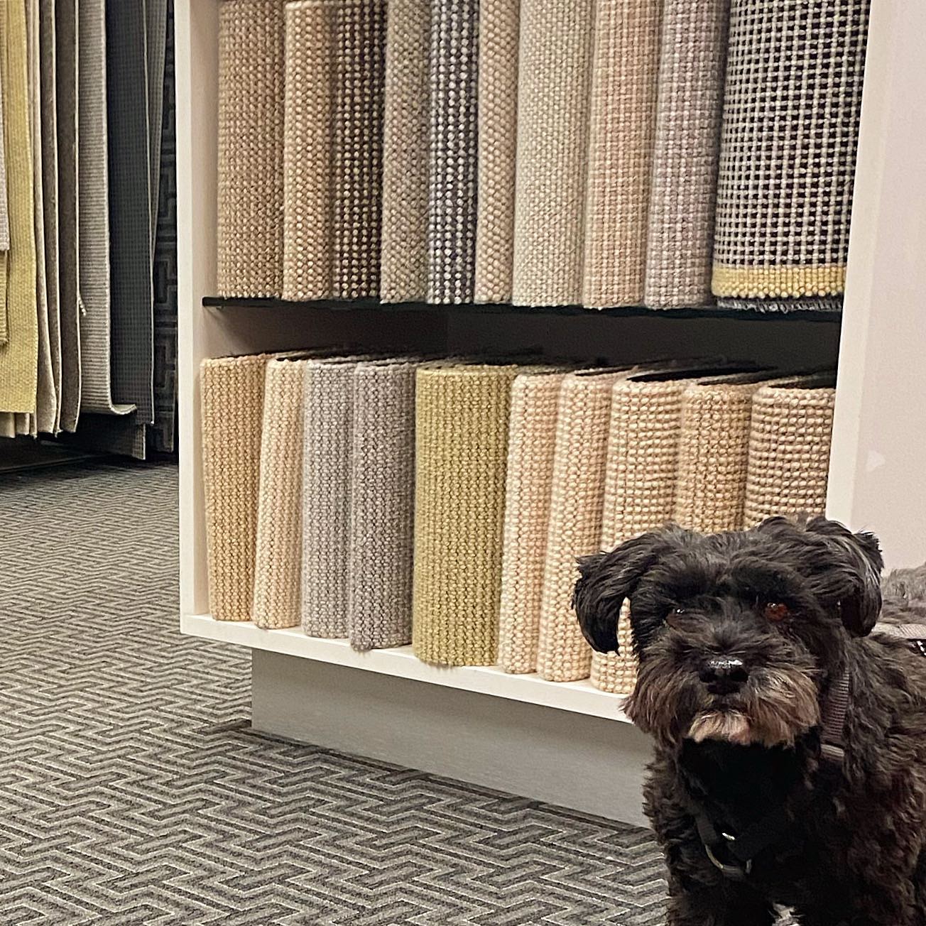 Supporting CarpetSydney.com.au image context for Showroom Carpet – Taren Point. This visual broadens the public image library with specific carpet colours, textures, styles, rooms or showroom examples that can be shown when a visitor asks for images or examples. Image context for CarpetSydney.com.au. Title: Showroom Carpet – Taren Point Category: Showroom Pet Friendly Family Friendly Taren Point Filename meaning: Best Pet Dogand Kids Carpets Sydney Taren Point Showroom Visual cues: Room / use: Showroom; Location cue: Taren Point; Extra cues: Pet, Kids Related questions: What carpet suits a showroom best?; What carpet is best for pets and kids? Suggested use: Use when a visitor asks to see examples, colours, materials, styles, stair carpet, rugs, showroom options or room-specific carpet ideas. Image URL: https://images.owntheconversation.com/story-factory/generated-stills/carpet-sydney-digital-twin/5e4ce561/BestPetDogandKidsCarpetsSydneyTarenPointShowroom.jpg Related questions: What carpet suits a showroom best?; What carpet is best for pets and kids?