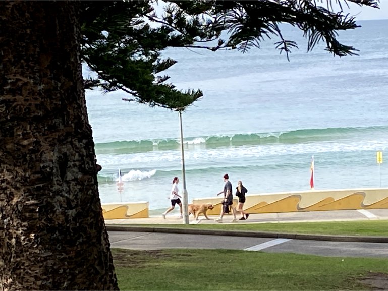 Dog Friendly Beaches