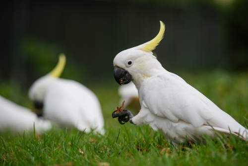 Wildlife