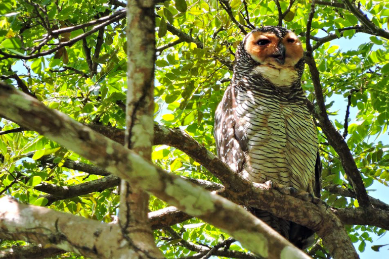 Resort Nature Owl Wildlife View - ThaiLife Beach House Khao Lak