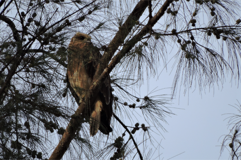 Resort Nature Wildlife Bird In Tree - ThaiLife Beach House Khao Lak