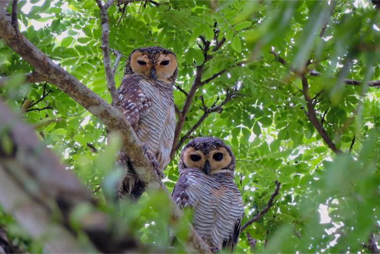Resort Nature Wildlife Owls Green Trees