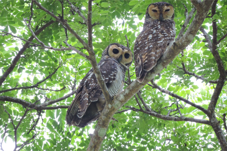 Resort Nature Wildlife Tree Owls - ThaiLife Beach House Khao Lak