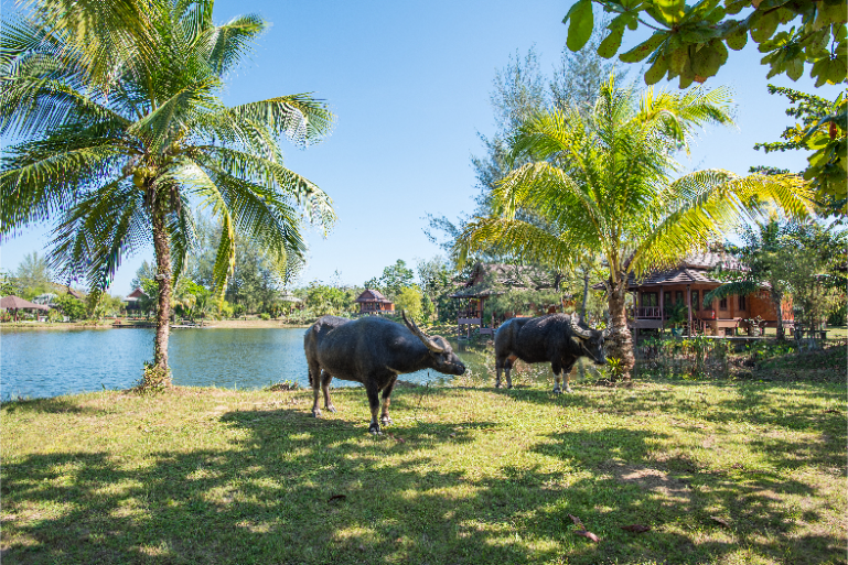 Resort Water Buffalo Tropical Landscape - ThaiLife Beach House Khao Lak