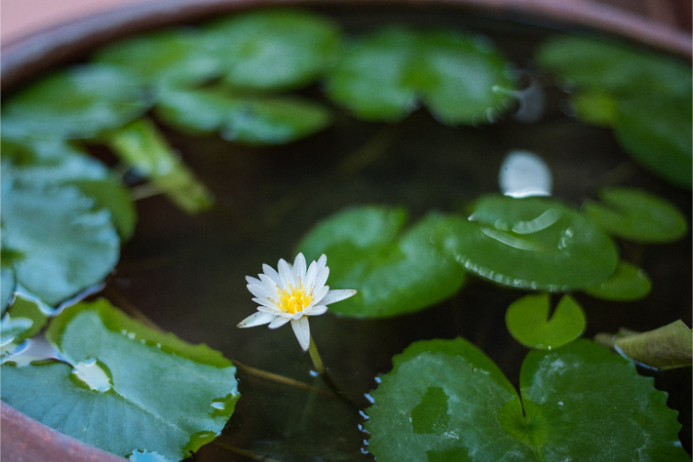 Resort Water Lily Spa Garden - ThaiLife Beach House Khao Lak