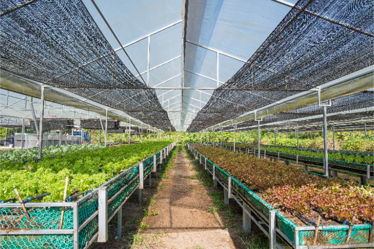 Hotel Organic Farm Guest Fresh Greens B4 - ThaiLife Meditation & Wellness Resort