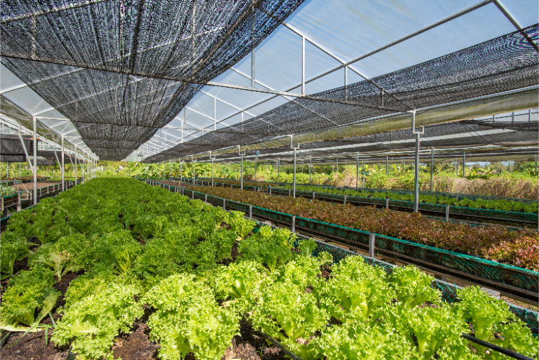 Organic Farm Fresh Greens Hospitality Resort B4 - ThaiLife Meditation & Wellness Resort