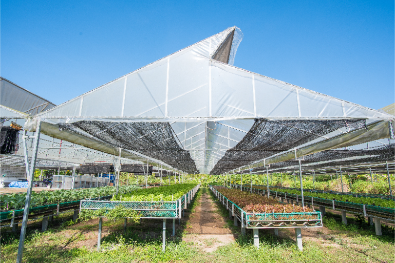 Organic Hotel Farm Fresh Greens B4 - ThaiLife Meditation & Wellness Resort