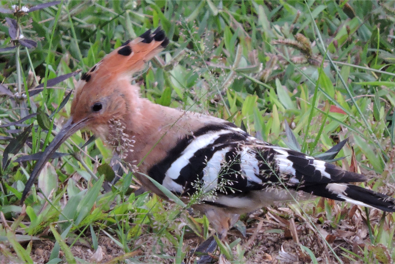 Resort Garden Bird Wildlife Nature - ThaiLife Meditation & Wellness Resort