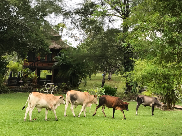 Resort Green Lawn Tropical Cows - ThaiLife Meditation & Wellness Resort