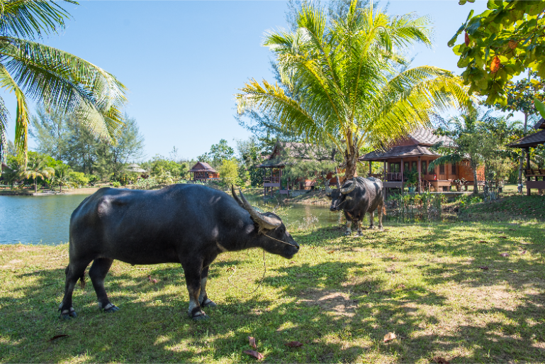Resort Lakeside Wildlife Buffalo Palm Trees - ThaiLife Meditation & Wellness Resort