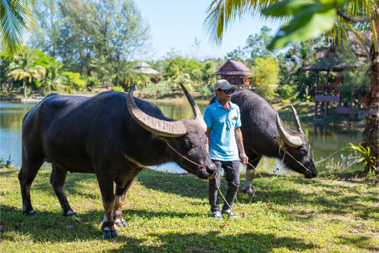 Resort Nature Buffalo Farm Experience - ThaiLife Meditation & Wellness Resort