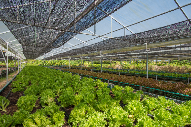 Resort Organic Farm Fresh Greens B4 Guestchat Online - ThaiLife Meditation & Wellness Resort