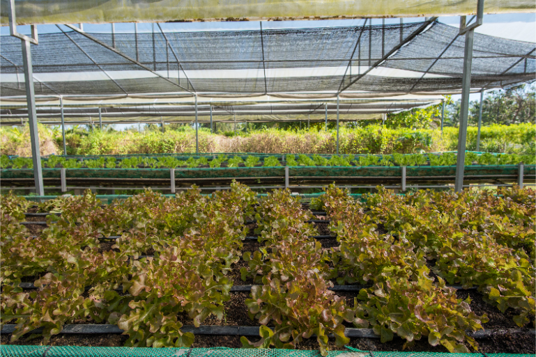 Resort Organic Farm Fresh Greens B4 - ThaiLife Meditation & Wellness Resort