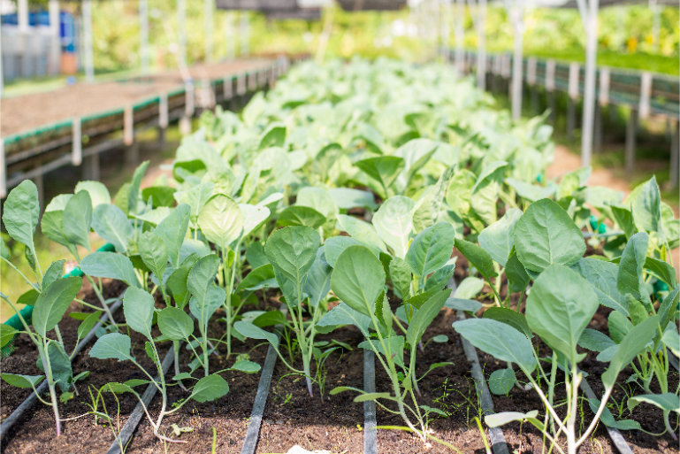 Resort Organic Vegetable Garden Greenery B4 - ThaiLife Meditation & Wellness Resort